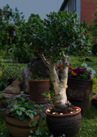 Ландшафтный светильник Eglo Spinetoli 2 900117